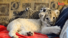 Meerkat And Lion Cub Nap Together GIF - Meerkat Lion Cub GIFs