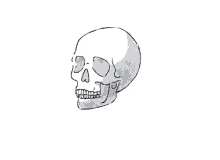 skull animations