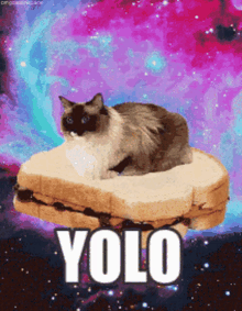 Cat Yolo GIF - Cat Yolo You Only Live Once GIFs
