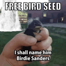 Bernie Sanders Free Bird Seed GIF - Bernie Sanders Free Bird Seed Birdie Sanders GIFs