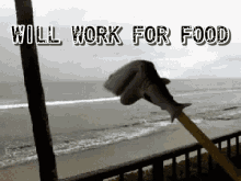 Will Work For Food GIFs | Tenor