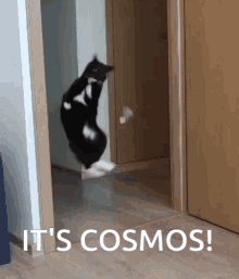 Cosmos Unbelievable GIF - Cosmos Unbelievable Maksas The Cat GIFs
