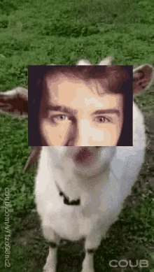 Chris Goat GIF - Chris Goat Dolletjes GIFs