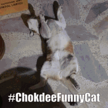 chokdee funny cat sad cry cat reaction