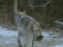 Wolf Wolf Therian GIF - Wolf Wolf Therian Northwestern Wolf GIFs