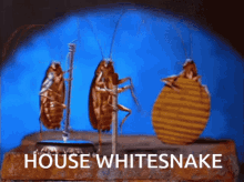 Whitesnake House Whitesnake GIF - Whitesnake House Whitesnake House GIFs