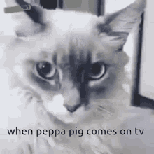 Ahhhhhhh When Peppa Pig Comes On The Tv GIF - Ahhhhhhh When Peppa Pig Comes On The Tv Cat GIFs