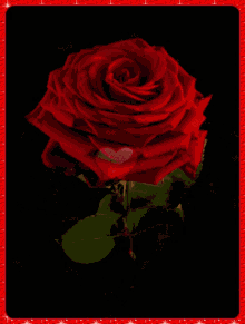 Virágok Flower GIF - Virágok Flower Rose GIFs