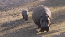 Right Behind You National Geographic GIF - Right Behind You National Geographic Secrets Of The Zoo Down GIFs