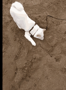Shiba Dig GIF - Shiba Dig Sand GIFs