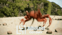 Crab Dancing GIF - Crab Dancing Cool GIFs