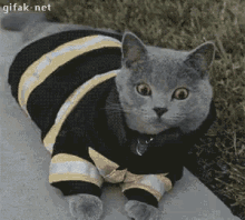 Firefighter Cat GIF - Firefighter Cat Paolo GIFs