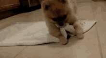 Ready For Bed GIF - Dogs Cute Blanket GIFs