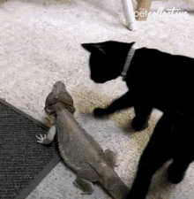 lizard cat