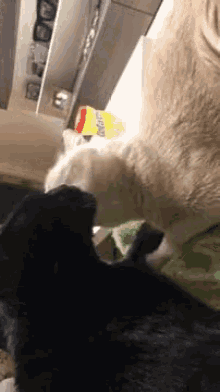 Funny Animals Cats GIF - Funny Animals Cats Amor GIFs