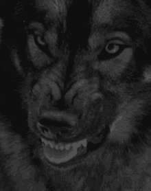 Wolf Lick GIF - Wolf Lick Rage GIFs