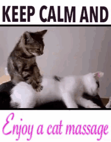 Keep Calm GIF - Cat Massage GIFs