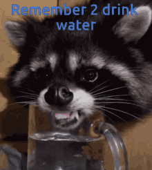 Racoon Remember GIF - Racoon Remember Too GIFs