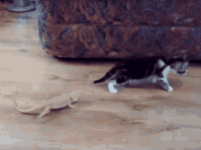 Kitten Scared GIF - Kitten Scared Jump GIFs