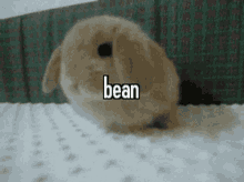 Animals With Captions Bean Bunny GIF - Animals With Captions Bean Bunny Tiny Bunny GIFs