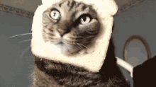 Cats Kittens GIF - Cats Kittens Funny Animals GIFs