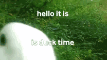 Duck Time GIF - Duck Time Duck GIFs