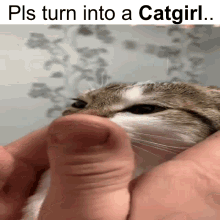 Need Catgirl GIF - Need Catgirl Please GIFs