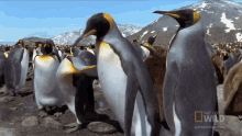 Im Coming National Geographic GIF - Im Coming National Geographic Penguin Parent Powers GIFs