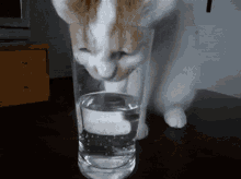The Struggle Is Real GIF - Pet Water Drinking GIFs