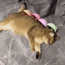 Cat Massage GIF - Cat Massage Mood Ring GIFs