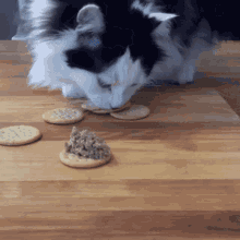 Theoreocat Crackers GIF - Theoreocat Crackers Funny Cats GIFs