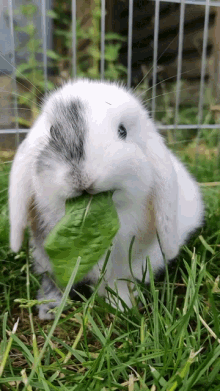 Rabbit Eating GIF - Rabbit Eating Leaf GIFs