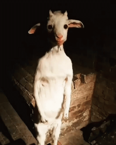 goat-standing.gif