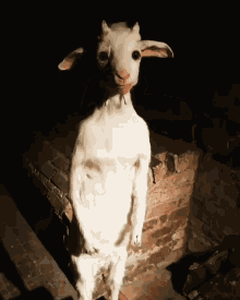 goat standing cursed silvagunner