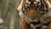 Tiger Tigers Fight For Territory GIF - Tiger Tigers Fight For Territory Angry GIFs