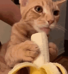 Cat Lick GIF - Cat Lick Banana GIFs