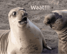 Shocked What GIF - Shocked What Sea Lion GIFs