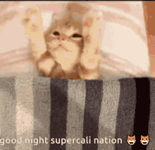 Supercali Tucked In GIF - Supercali Tucked In Cat GIFs