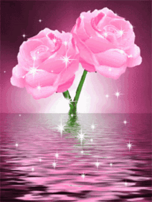 Pink Rose Roses GIF - Pink Rose Roses Ocean GIFs
