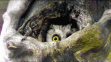 Owl Tree GIF - Owl Tree GIFs