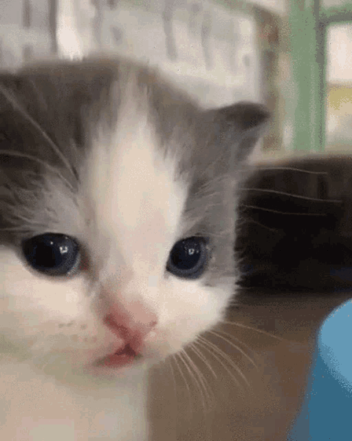 cat.gif