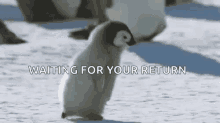 Penguin Running GIF - Penguin Running Waiting For Your Return GIFs