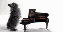 Rabbit Piano GIF - Rabbit Piano Playful GIFs