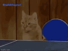 Radishthegreat Cats GIF - Radishthegreat Cats Ping Pong GIFs