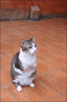Cat Jumping GIF - Cat Jumping I Made It GIFs