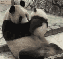 Panda Love GIF - Panda Love Care GIFs