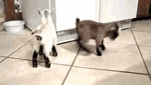 Goats Funny Animals GIF - Goats Funny Animals GIFs