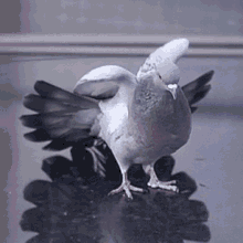 stretch birb