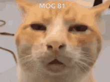 mog cat