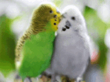 Parakeets Kiss GIF - Parakeets Kiss Sweet GIFs